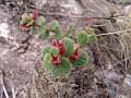 33 Chapada plants